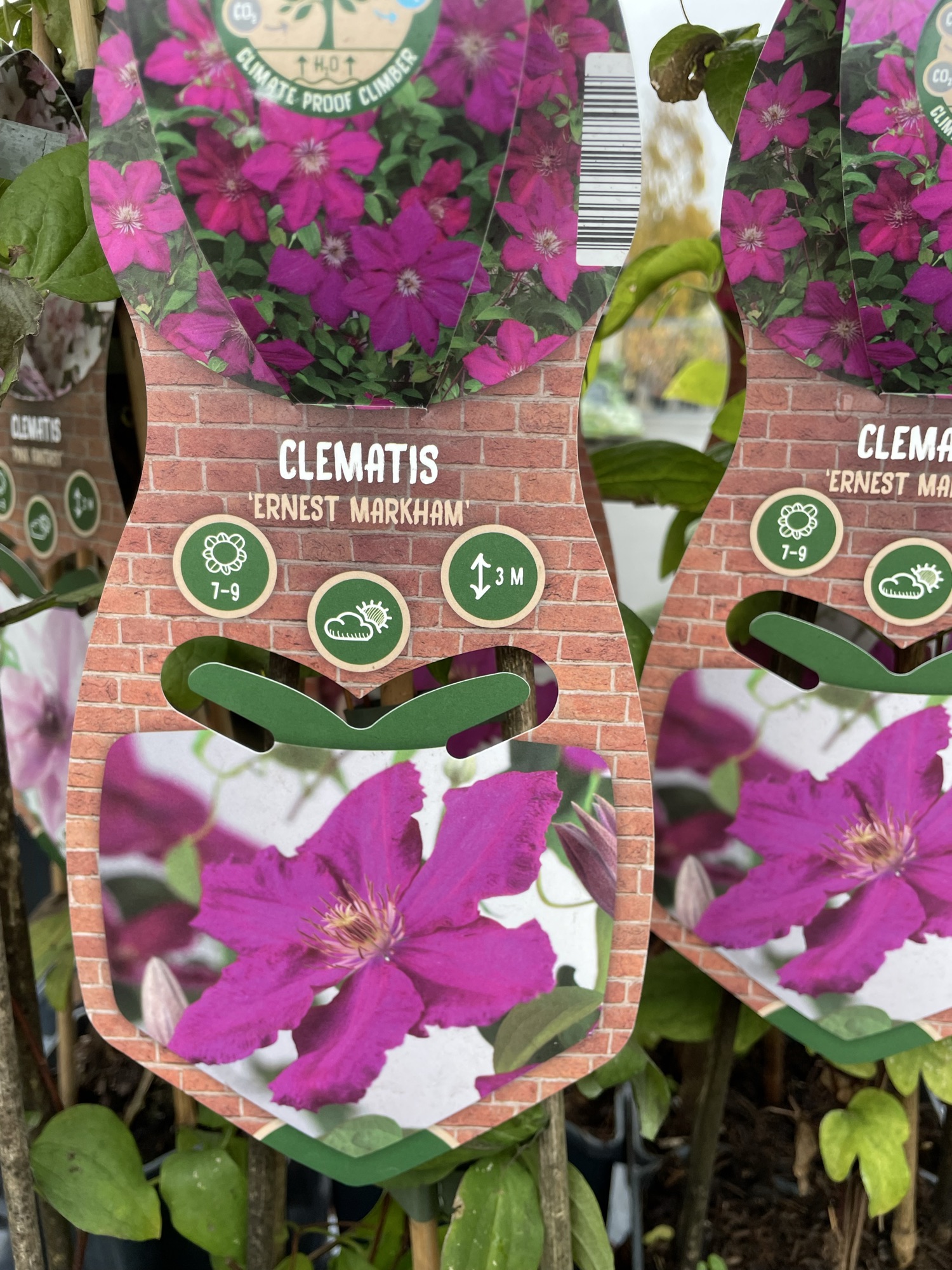 Clematis
